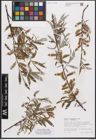 Foto von Salix eleagnos subsp. eleagnos Scop.